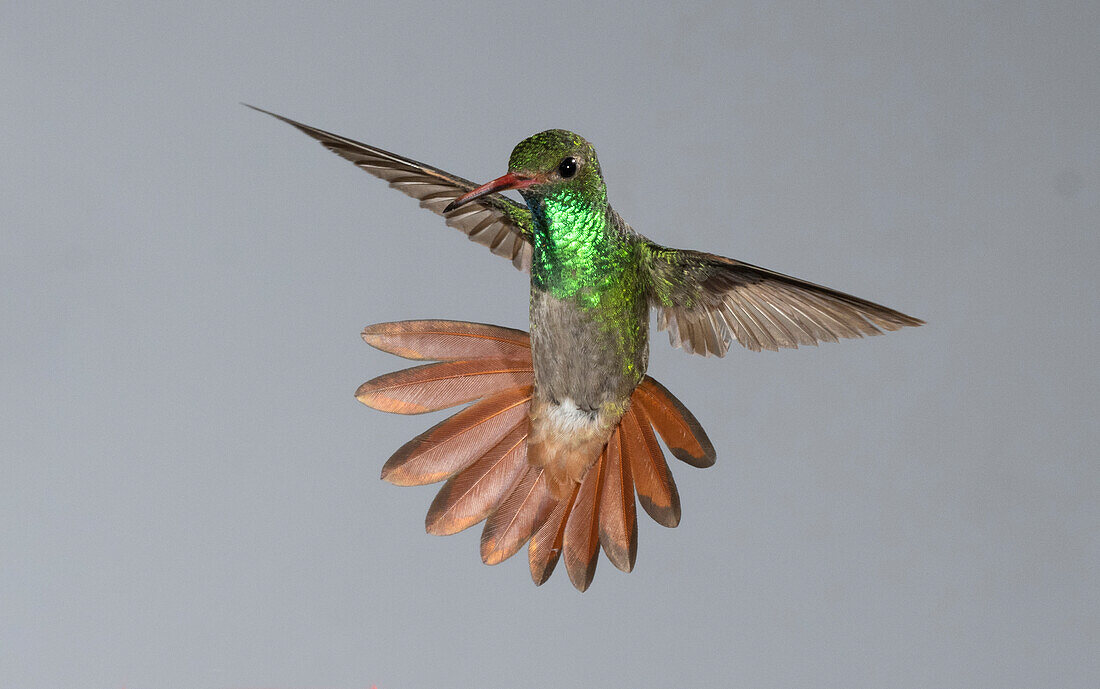 Rufous-tailed Hummingbird, Costa Rica, Mittelamerika