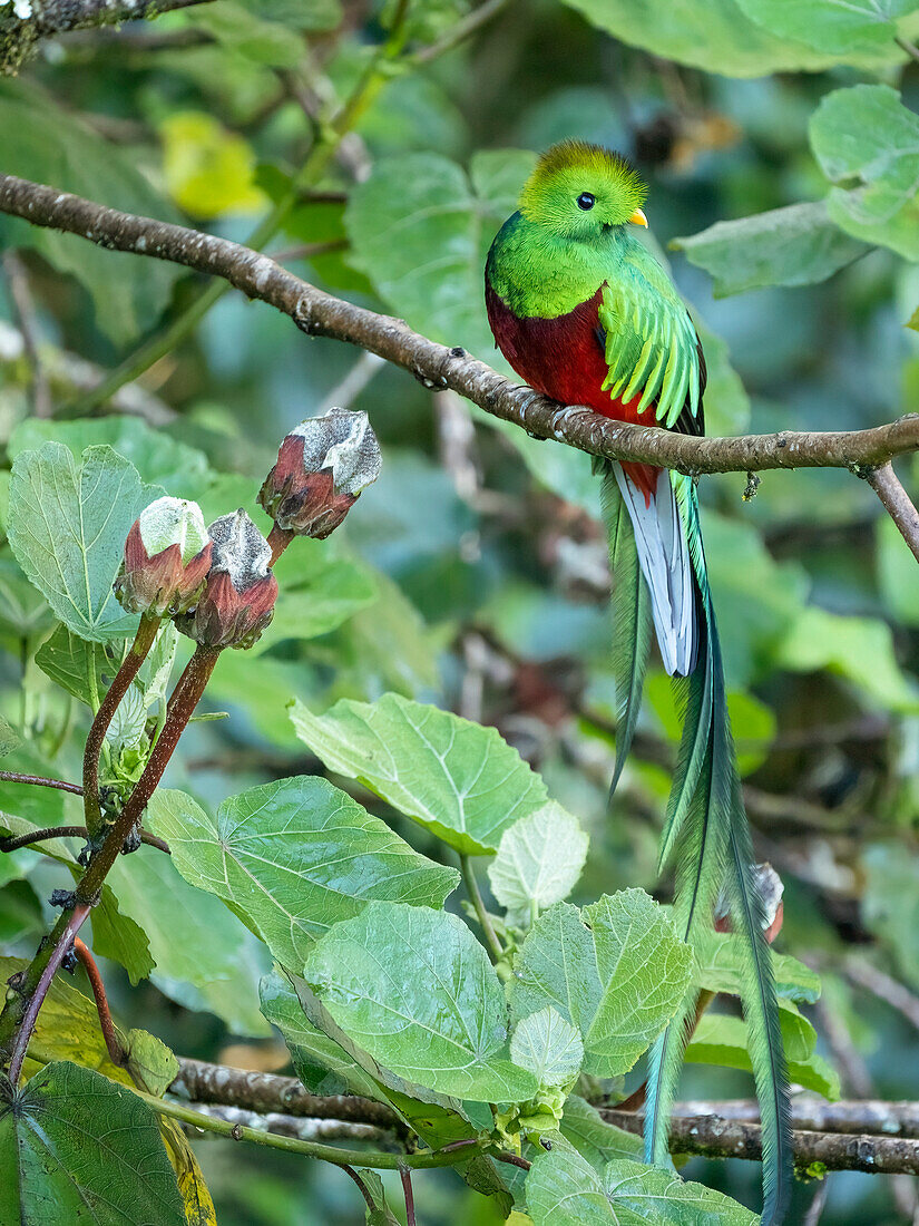 Prachtvoller Quetzal, Costa Rica
