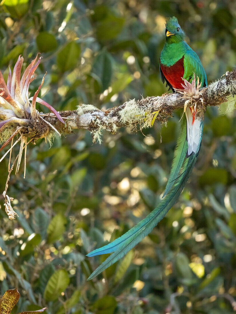 Resplendent quetzal, Costa Rica