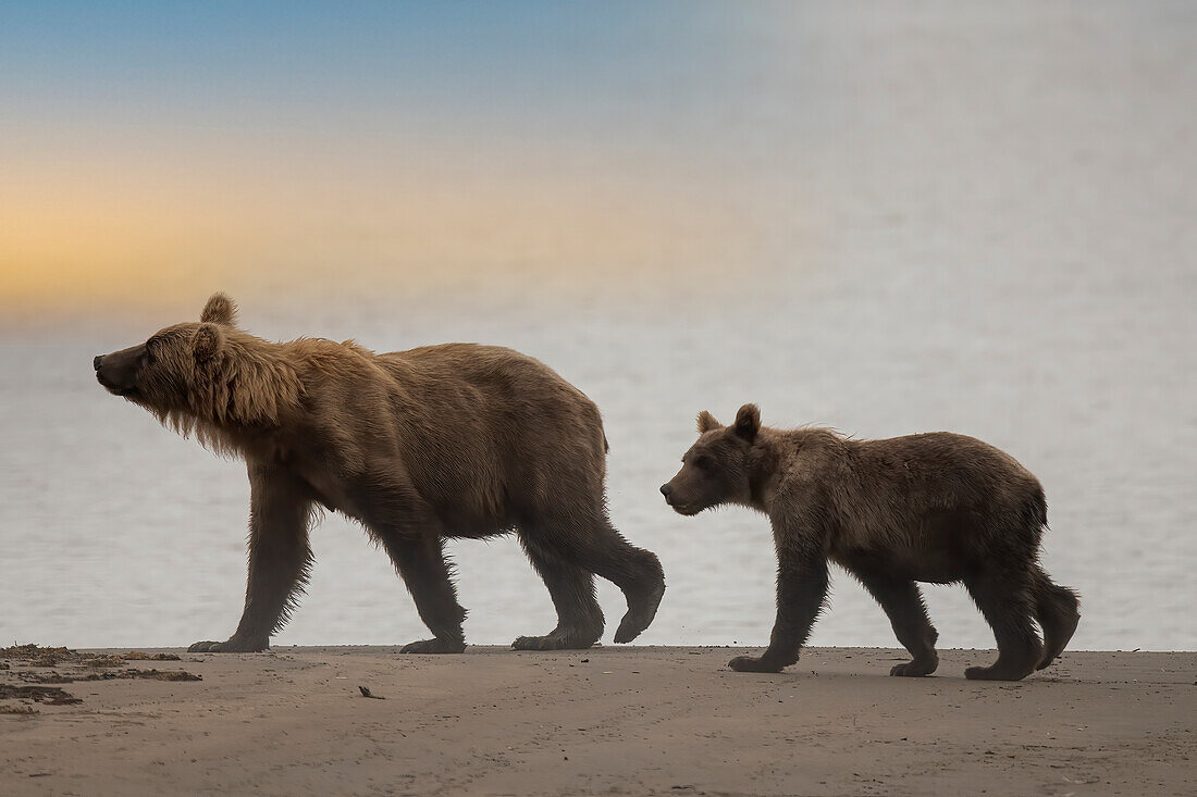 Brown bear cub and sow walk a Cook Inlet beach.