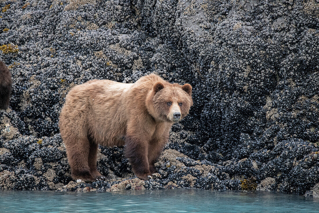 a brown bear looking for food at low tide, Muir Inlet, Glacier Bay.