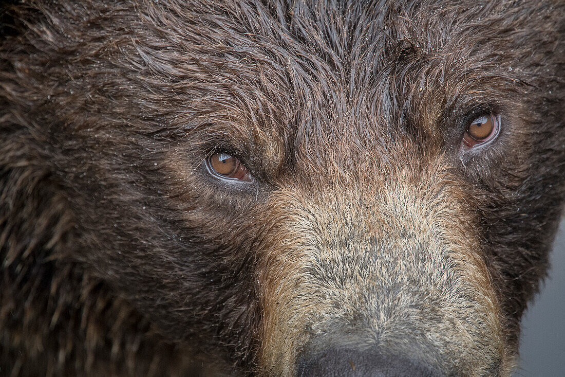 Ultra closeup of a brown bear at Fortress of the Bear, a Sitka rescue center.