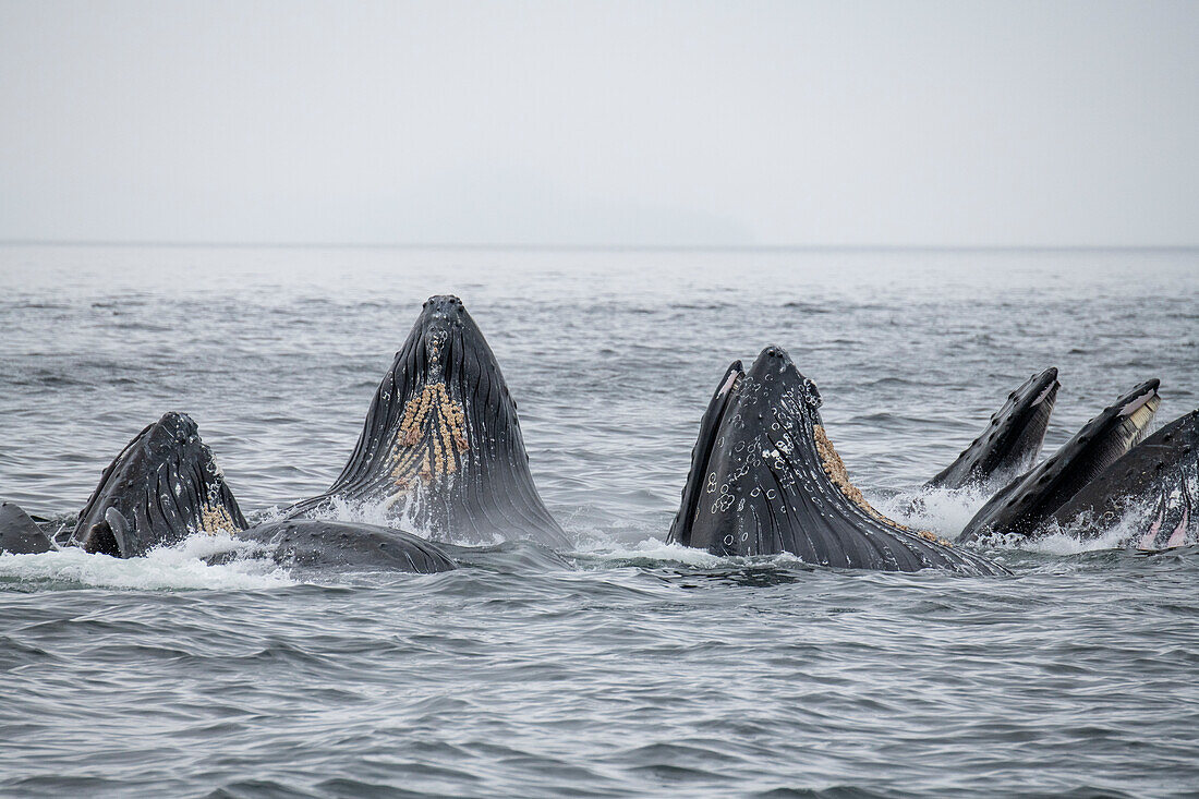 USA, SE Alaska, Inside Passage, Fredrick Sound. Humpback whales bubble net feeding.