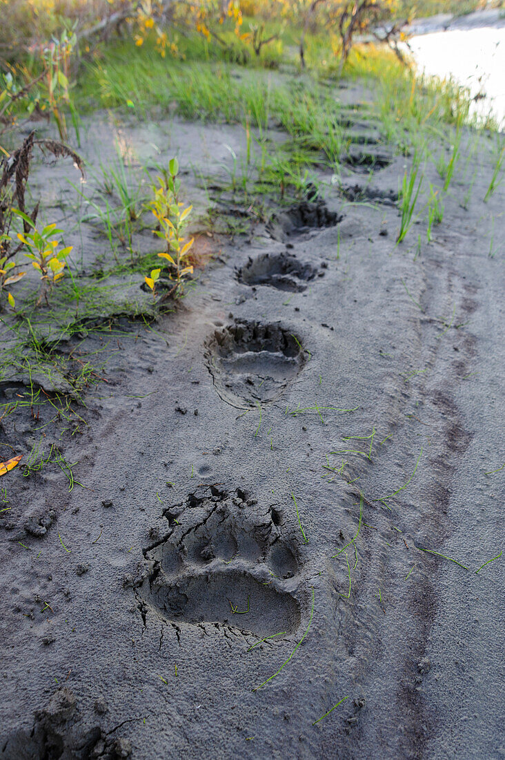 USA, Alaska, Noatak National Preserve. Frische Spuren eines Braunbären.