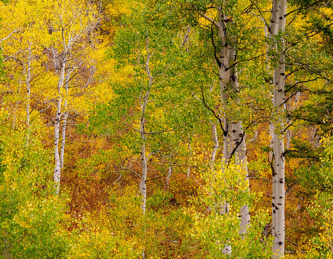 USA, Idaho, Highway 36 westlich von Liberty und mit Espen bewachsene Hänge im Herbst