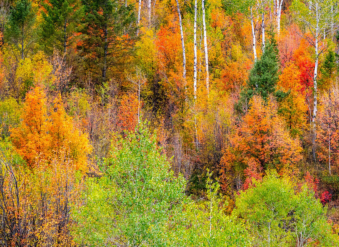 USA, Idaho, Highway 36 westlich von Liberty und mit Canyon Maple und Aspens bewachsene Hänge im Herbst