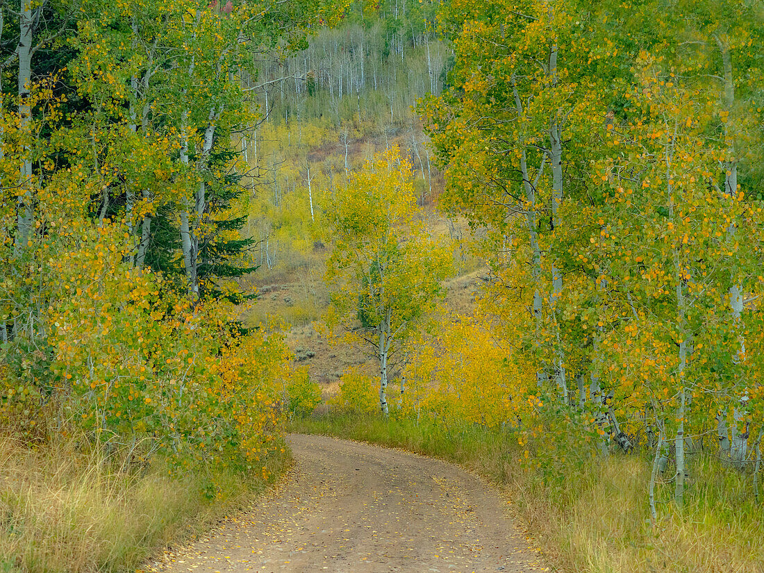 USA, Idaho, Highway 36 westlich der Liberty dirt road und Aspens im Herbst
