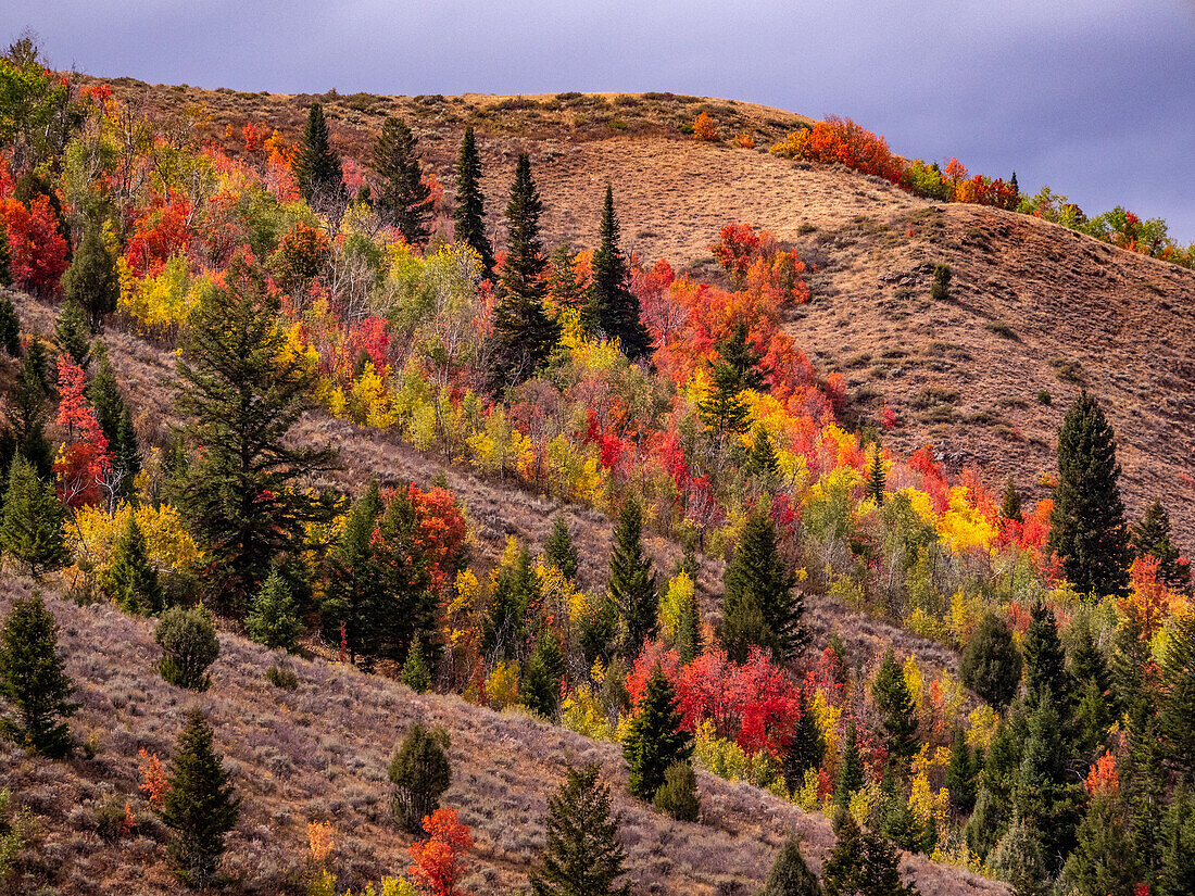 USA, Idaho, St. Charles, hillside along dirt road 411 and Fall colored Canyon Maples in Reds