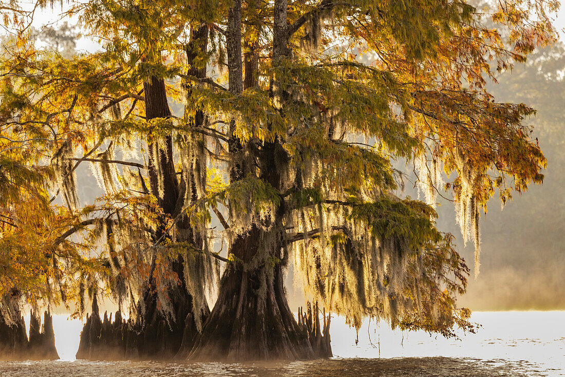 Zypressen im Herbst am Dauterive-See bei Loreauville, Louisiana, USA