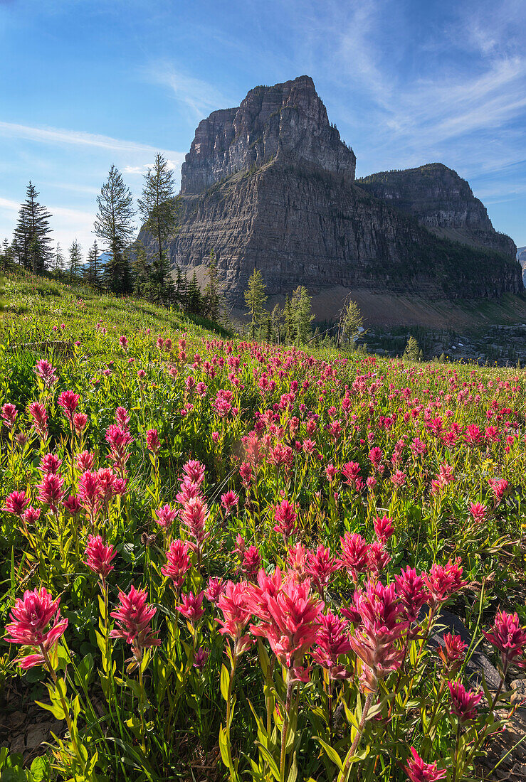 Wiesen voller roter Paintbrush-Wildblumen am Boulder Pass. Glacier-Nationalpark
