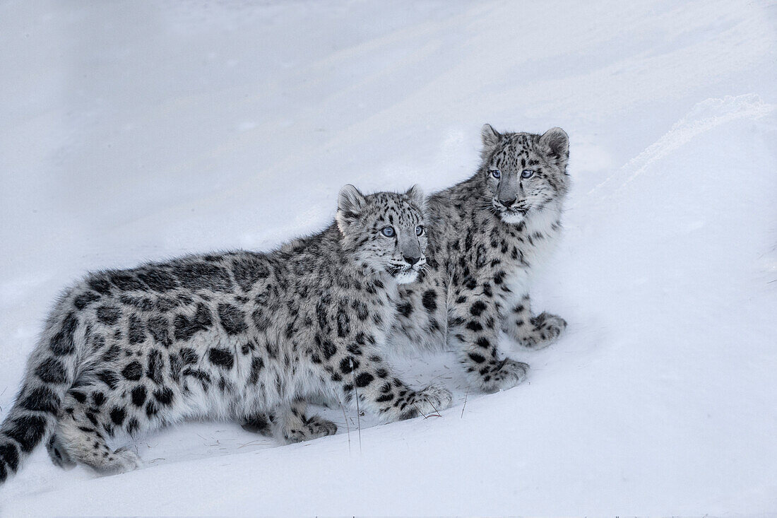 USA, Montana. Captive snow leopards in winter.