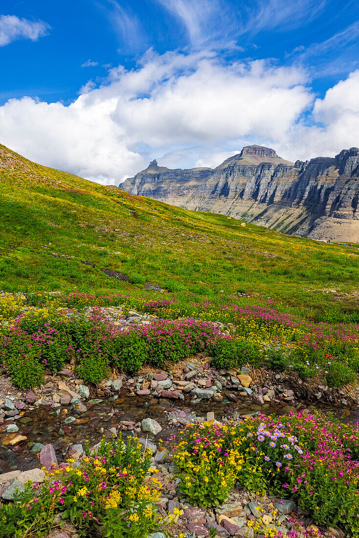 Alpine Wiesen voller Wildblumen am Logan Pass im Glacier National Park, Montana, USA