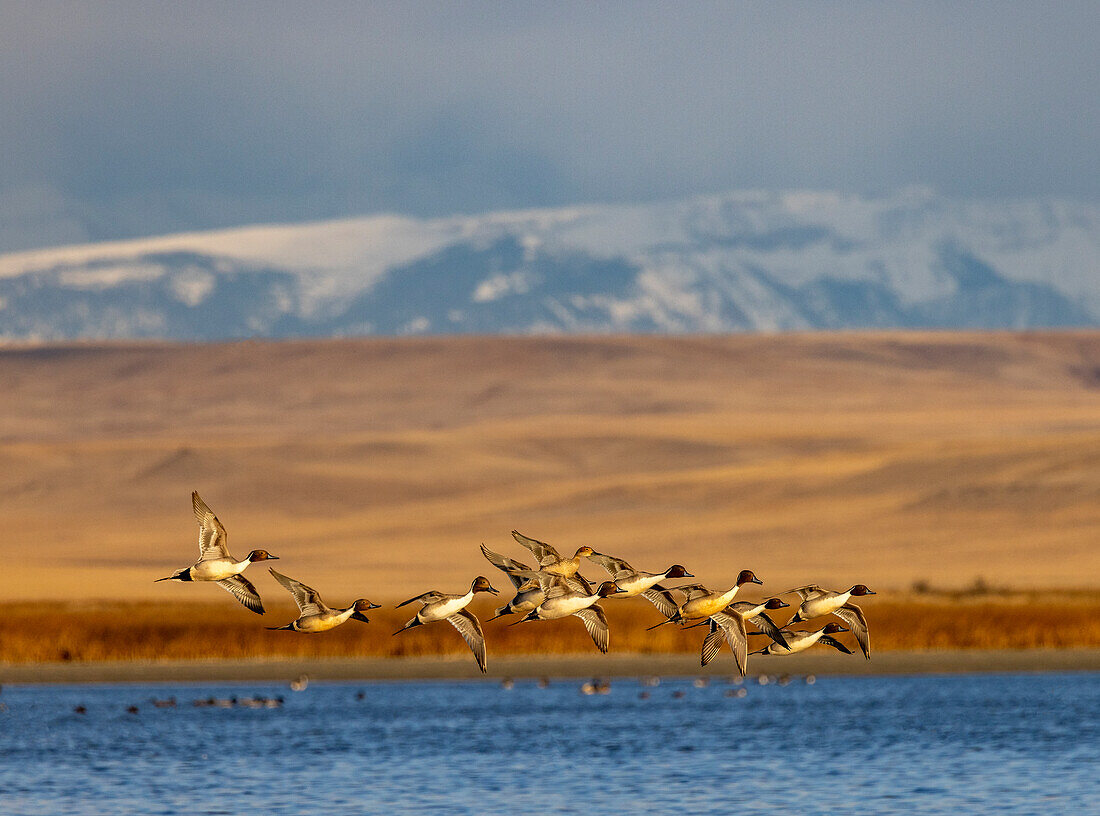 Northern Pintail ducks in courtship flight at Freezeout Lake Wildlife Management Area near Choteau, Montana, USA