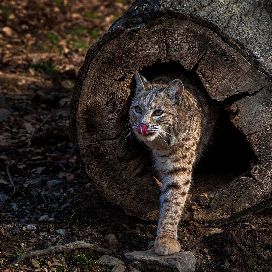 USA, New Jersey, Lakota Wolf Preserve. Bobcat taucht aus einem hohlen Baumstamm auf.