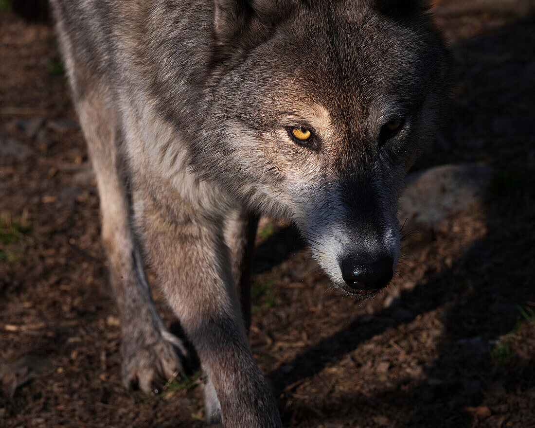 USA, New Jersey, Lakota Wolf Preserve. Close-up of wolf.