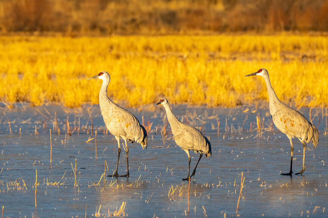 USA, Neu-Mexiko, Bosque Del Apache National Wildlife Refuge. Sandhügelkraniche laufen auf dem Eis.