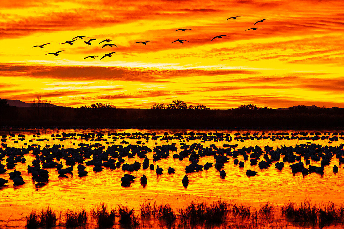 USA, New Mexico, Bosque Del Apache National Wildlife Refuge. Snow geese in water at sunrise.
