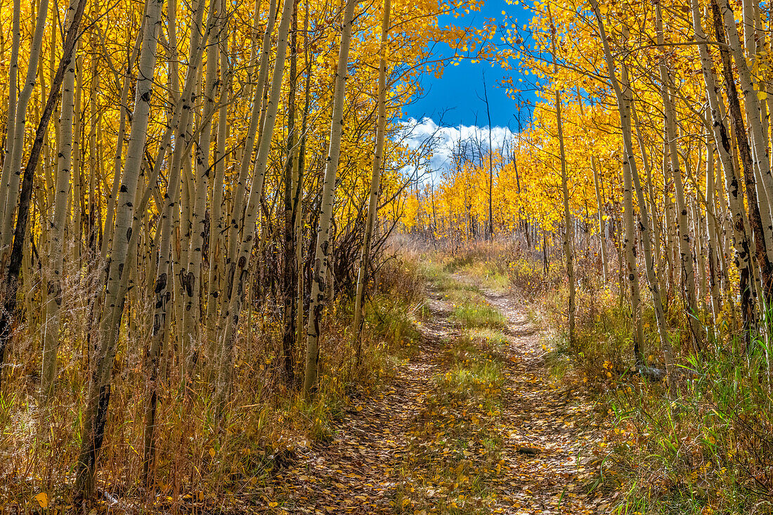 Roadway entices explorers through an aspen forest, Colorado, Walden, USA.