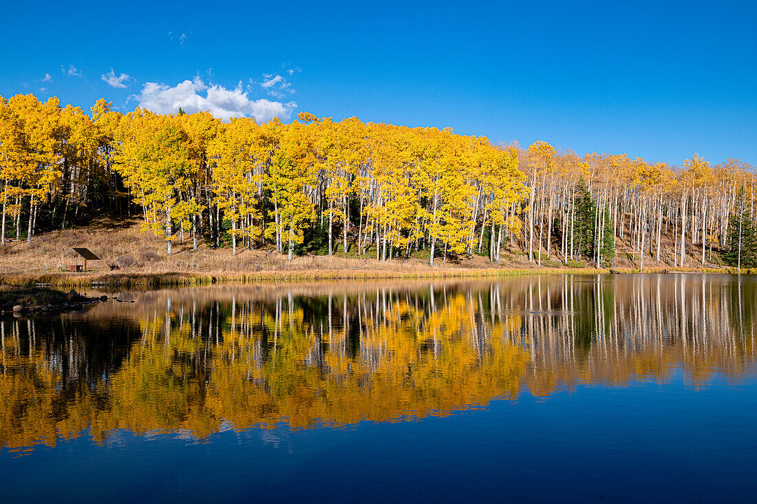 Diamond Pond spiegelt einen Bestand von Espen in Colorado, Walden, USA.