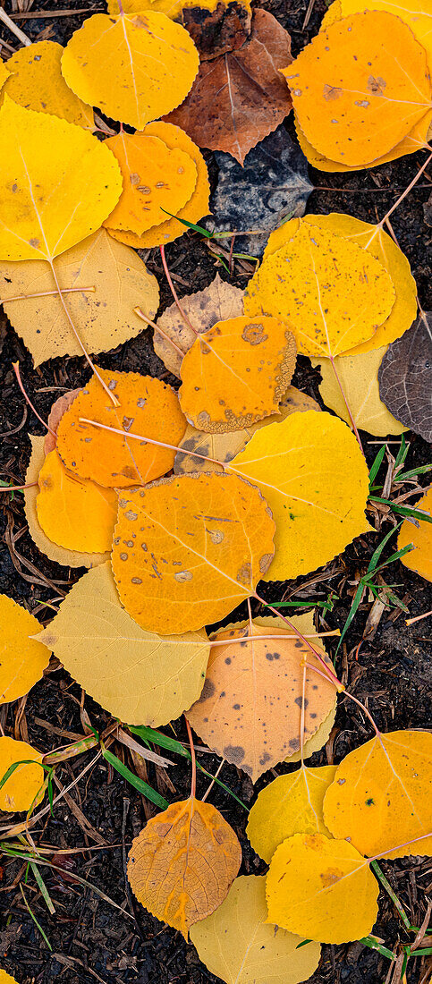 Aspen Leaf Close-up, Colorado, Walden, USA.