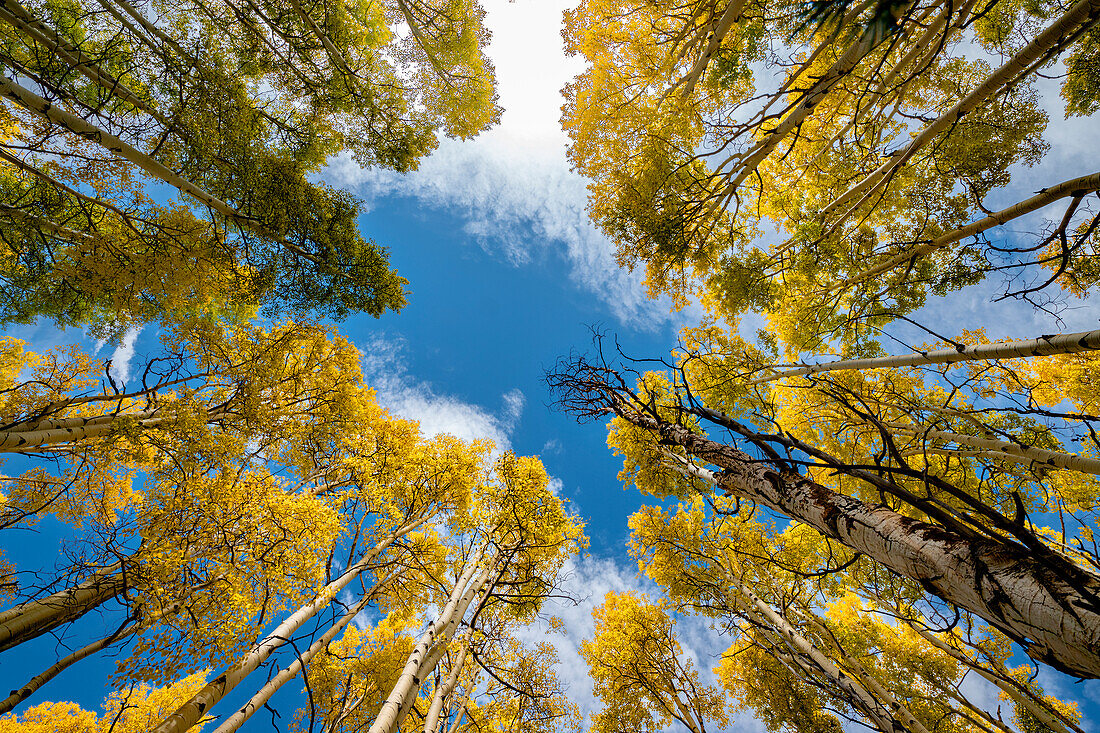 Aspen forest provides a piece of heaven, Colorado, Walden, USA.
