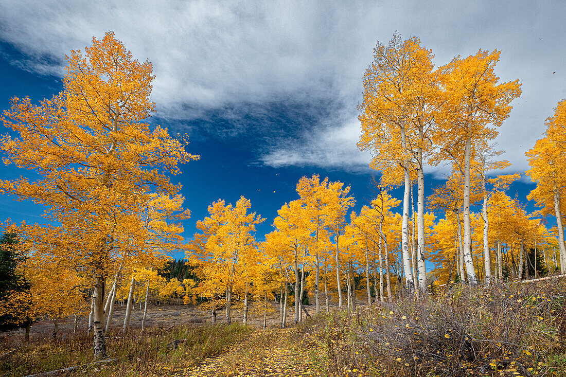 Aspens glow with fall color, Colorado, Walden, USA.