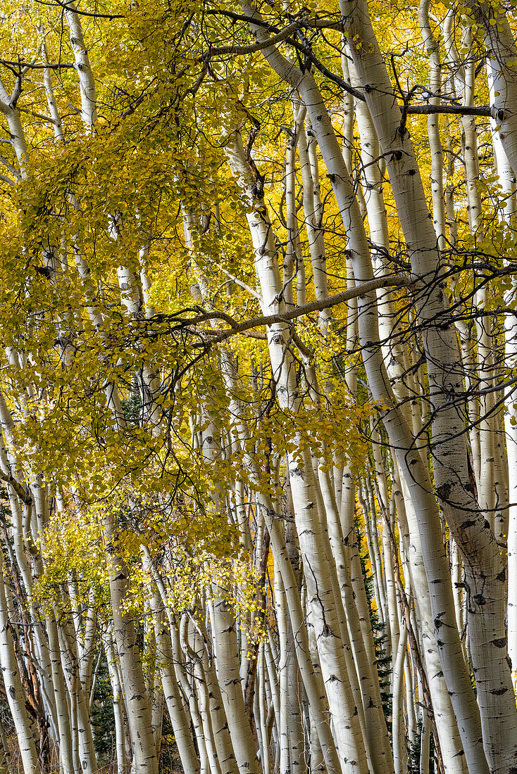 USA, Colorado. Hell getupfte Espenwälder, Kebler Pass, Gunnison National Forest