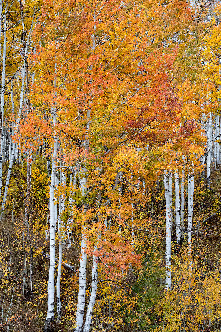USA, Colorado. Aspen forests, Kebler Pass, Gunnison National Forest