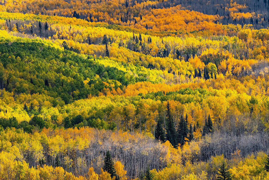 USA, Colorado. Hell getupfte Espenwälder, Kebler Pass, Gunnison National Forest