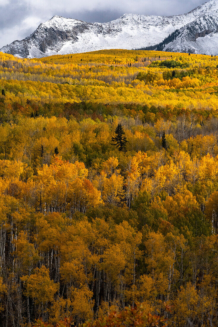 USA, Colorado. Hell getupfte Espenwälder, Kebler Pass, Gunnison National Forest