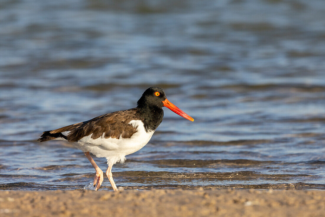 American oyster catcher in Fort DeSoto State Park, Florida, USA