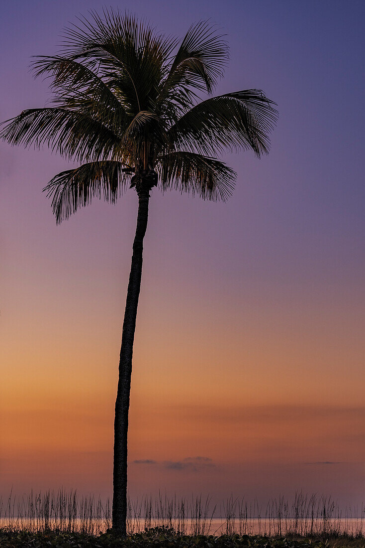 Palm tree silhouetted against the sunrise on Sanibel Island, Florida, USA