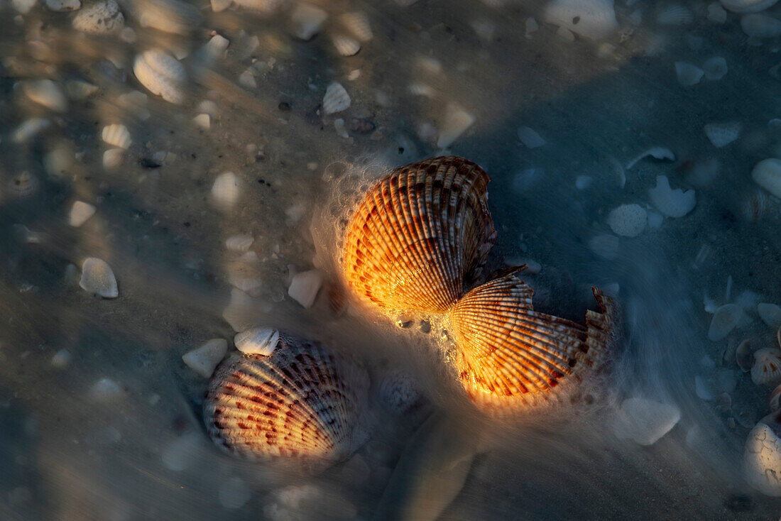 Ankommende Brandung und Muscheln auf Sanibel Island, Florida, USA