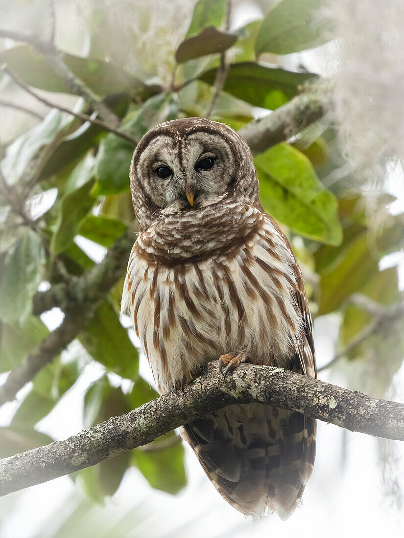 Barred owl, aka hoot owl in tree, Florida, USA
