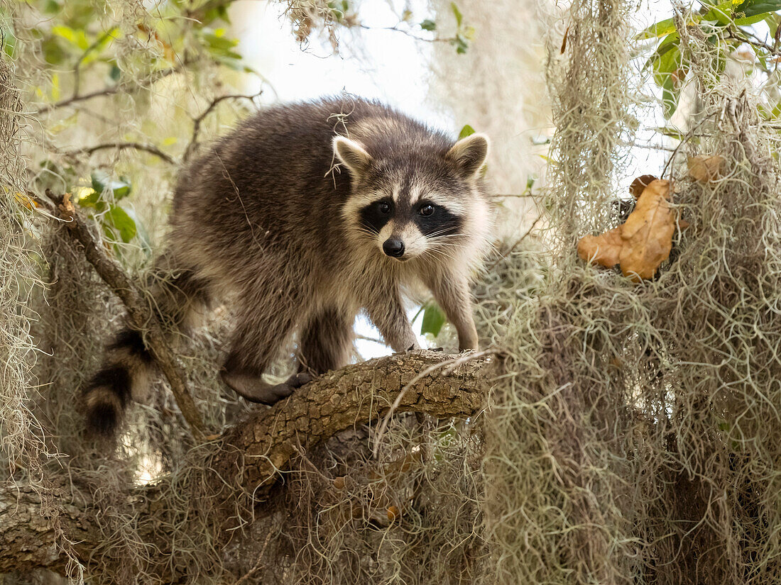 Raccoon, Florida, USA