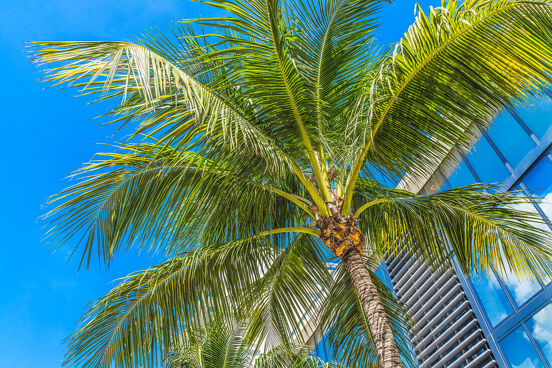 Palm tree fronds, Miami Beach, Florida.