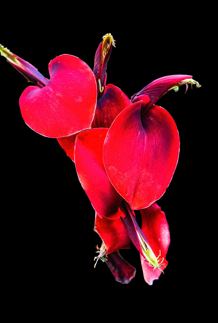 Roter Korallenbaum, Oahu, Hawaii.