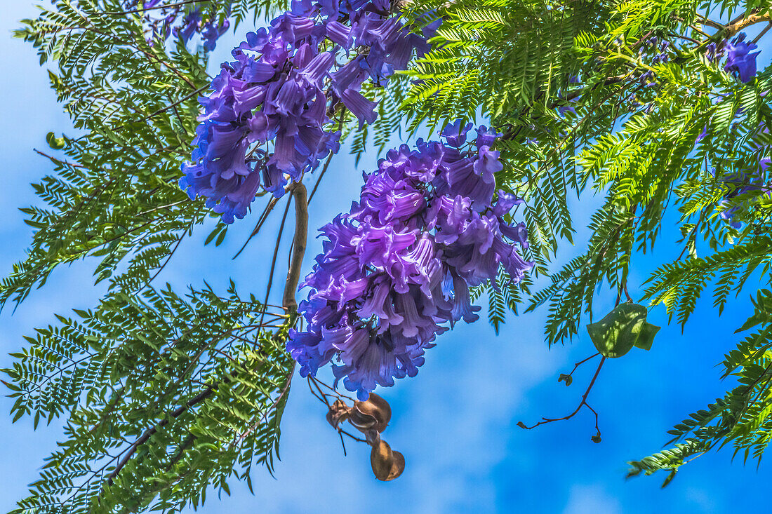 Blaue Jacaranda-Blüten, Waikiki, Honolulu, Hawaii.