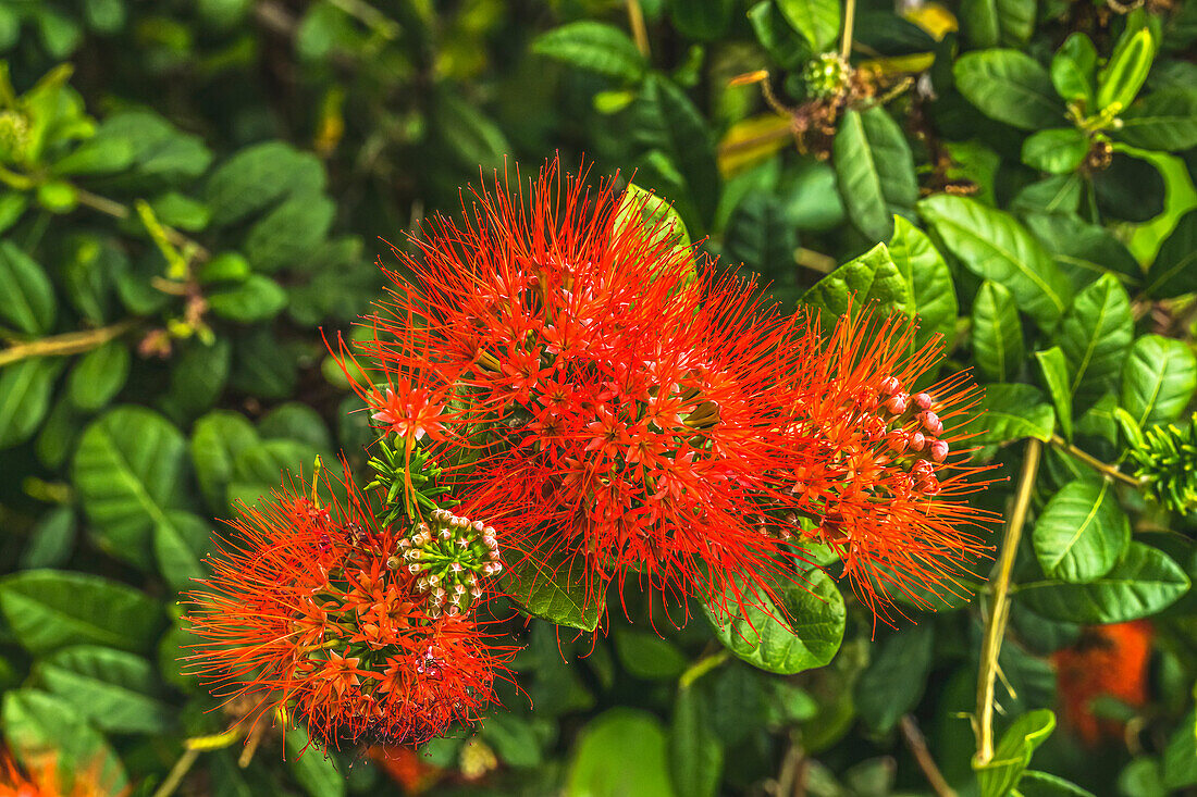 Rote Ohia Lehua-Blüte, Waikiki, Honolulu, Hawaii. Die auf Hawaii beheimateten Ohia-Bäume sind der hawaiianischen Vulkangöttin Pele heilig.
