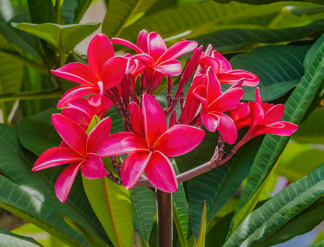 Red frangipani plumeria, Waikiki, Honolulu, Hawaii.