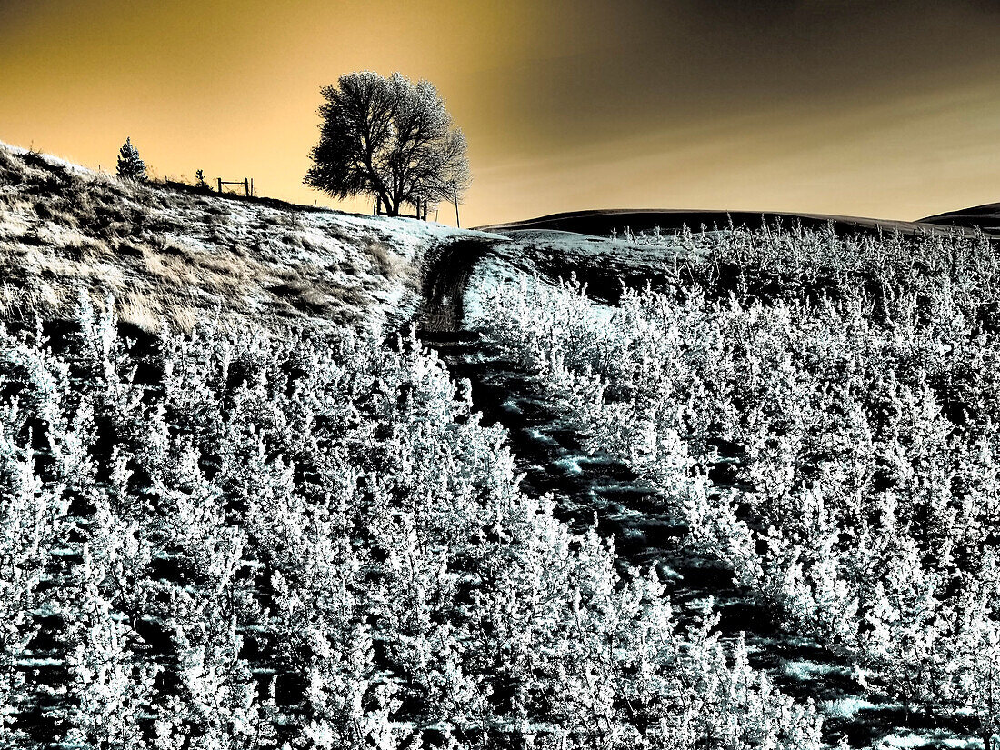 USA, Oregon, Columbia Gorge. Infrared of Lone Tree leading to orchard