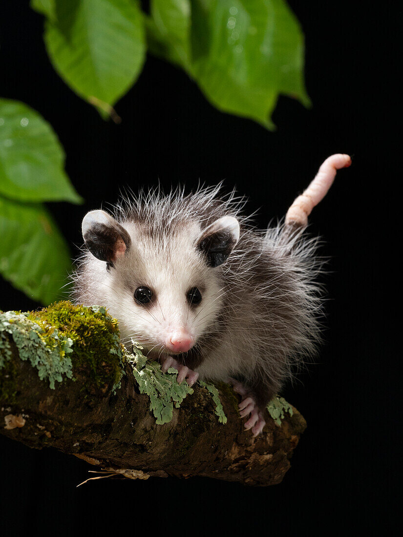 Virginia Opossum, Pennsylvania, USA.