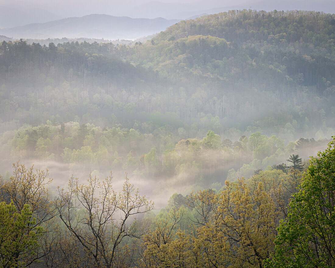 USA, Tennessee, Smokey Mountains National Park. Sonnenaufgang Nebel auf Bergwald.