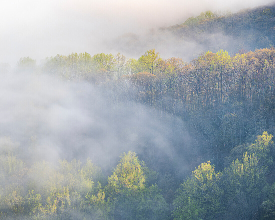 USA, Tennessee, Smokey Mountains National Park. Sonnenaufgangsnebel über einem Bergwald.