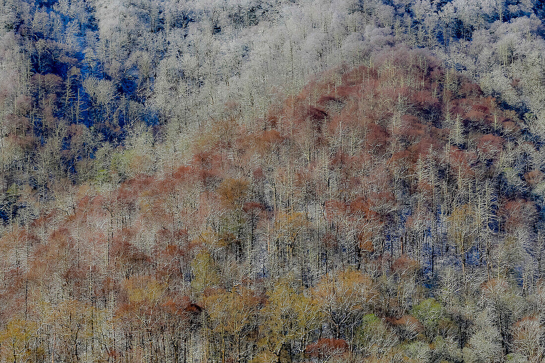 USA, Tennessee. Great Smoky Mountains National Park with late springtime snow