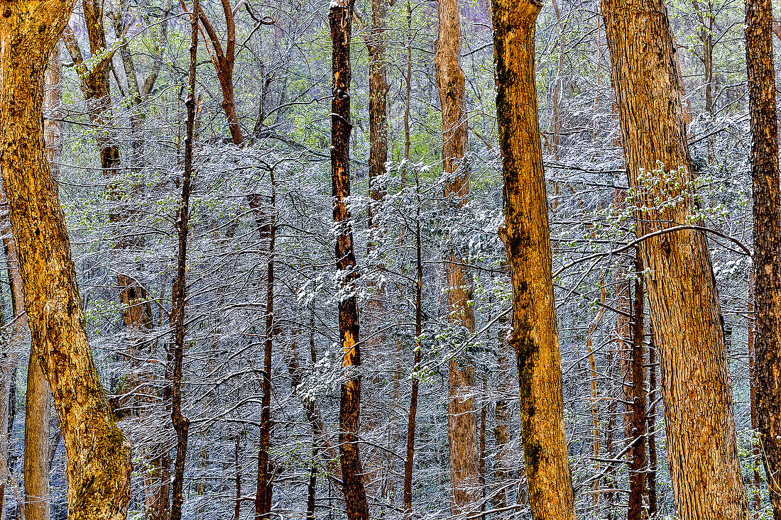 USA, Tennessee. Great-Smoky-Mountains-Nationalpark mit Schnee im Spätfrühling