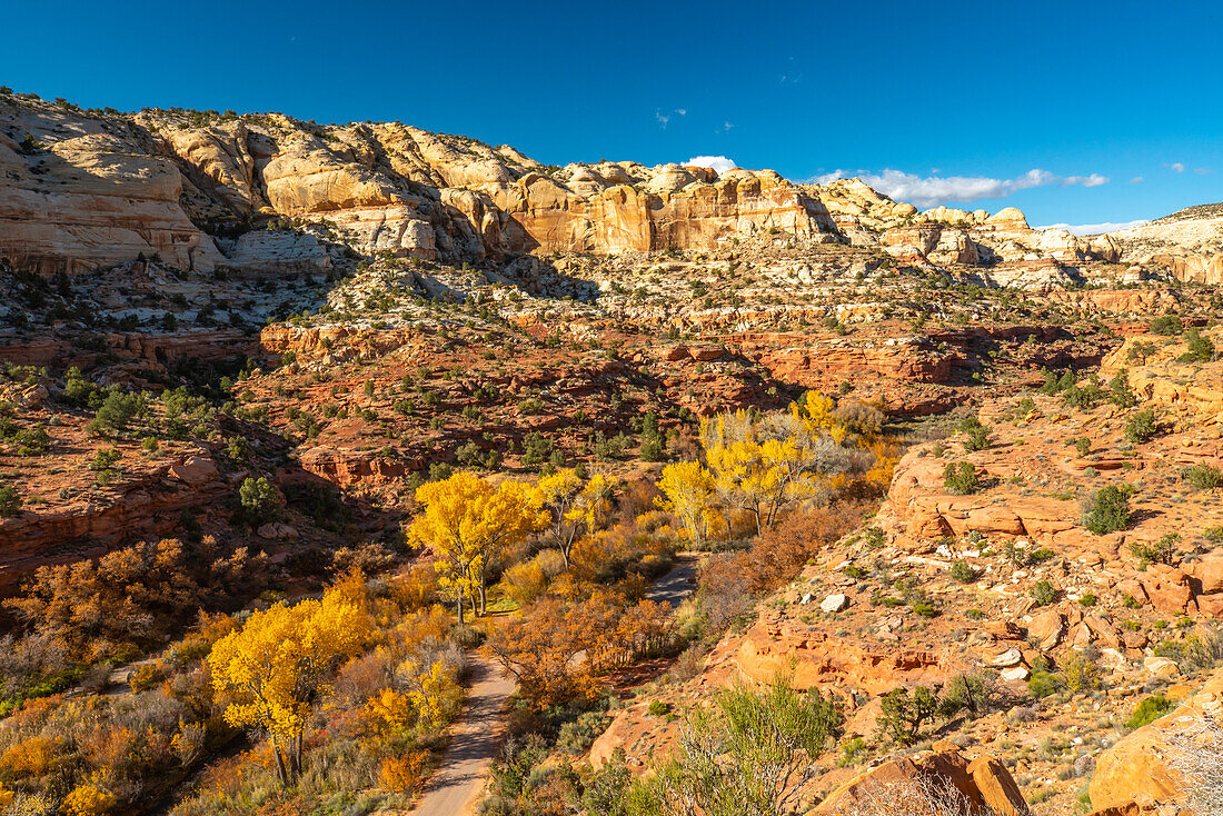 USA, Utah, Grand Staircase Escalante National Monument. Calf Creek Canyon and fall cottonwood trees.