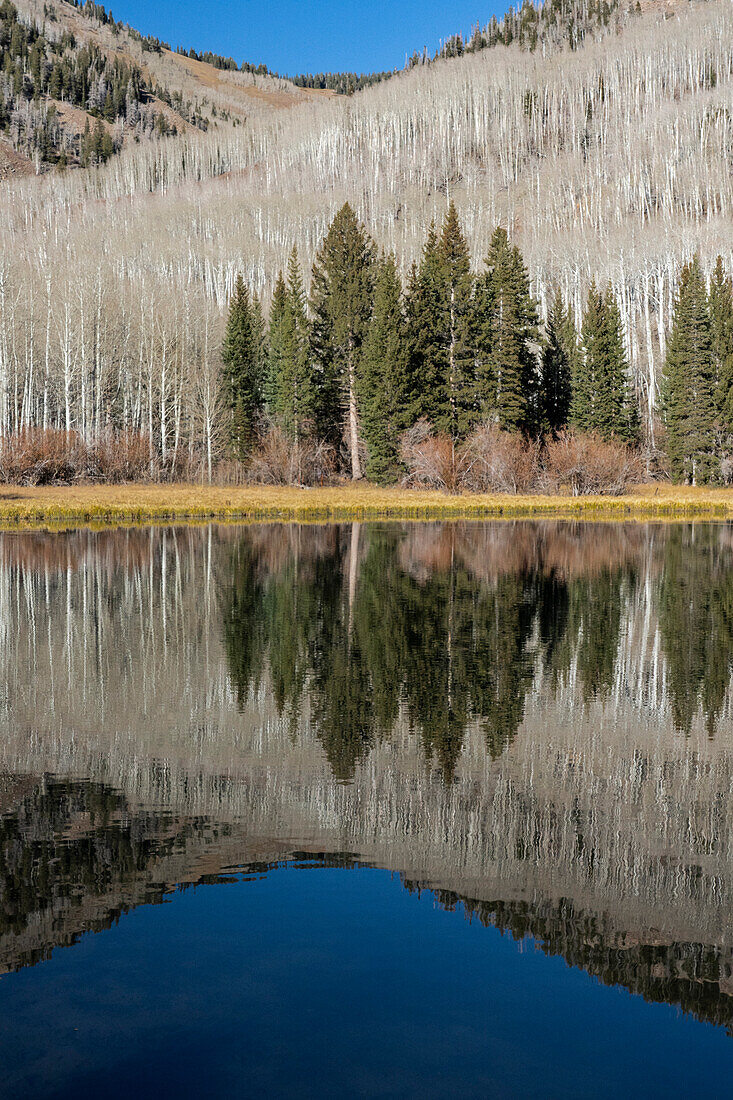 USA, Utah. Reflections on Warner Lake, Manti-La Sal National Forest.