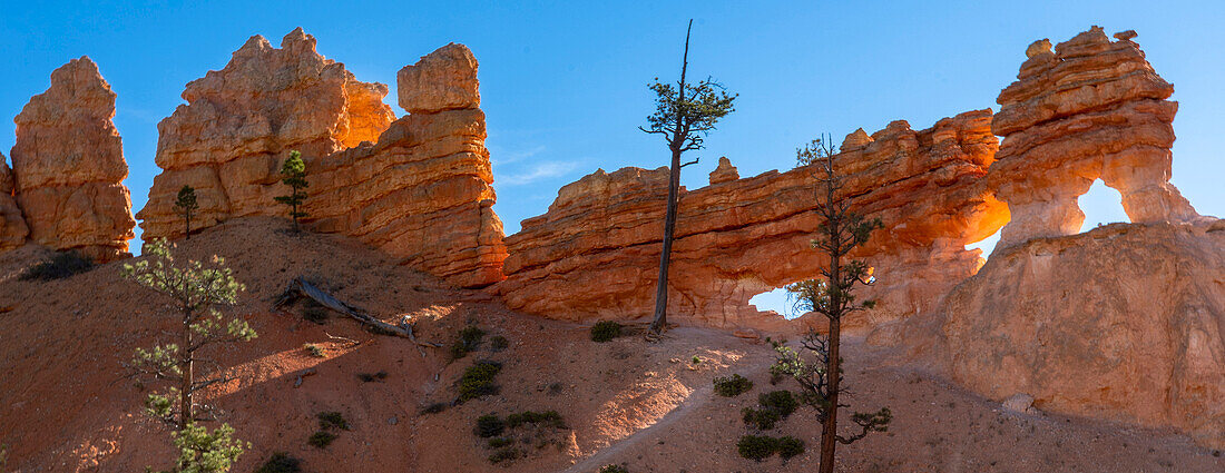 USA, Utah. Panoramic of ponderosa pine and orange and white hoodoos, Bryce Canyon National Park.
