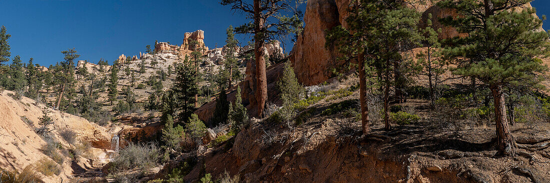 USA, Utah. Panoramic of ponderosa pine and orange and white hoodoos, Bryce Canyon National Park.